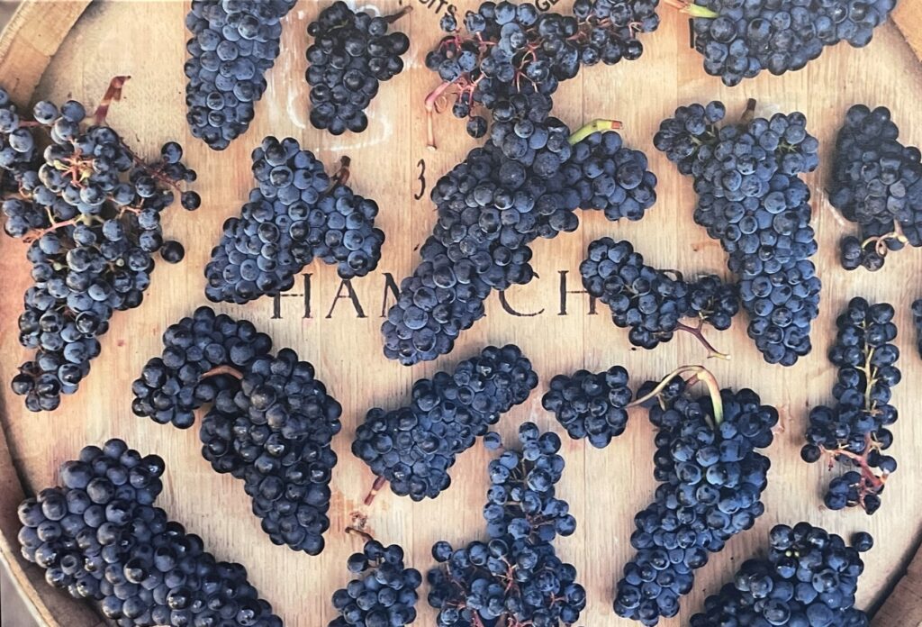 Hamacher Wines: A Delightful Treasure at the Gateway to the Willamette Valley 5 Hamacher Wines